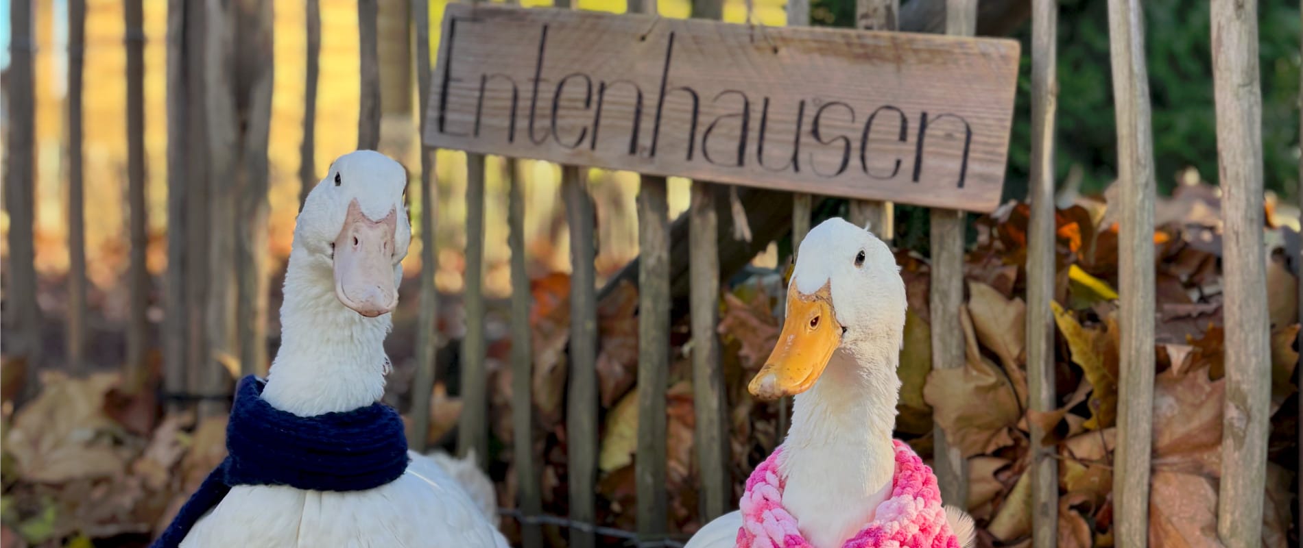 Die Enten-Chroniken
